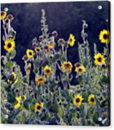Sunflower Collection - Cushions Acrylic Print