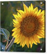 Sunflower - Facing East Acrylic Print