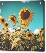 Sunflower Field In Fall Acrylic Print