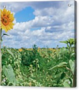 Sunflower Field Panorama Acrylic Print
