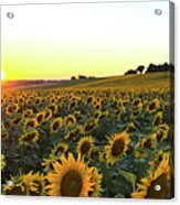 Sunflower Field Sunset Panorama Acrylic Print