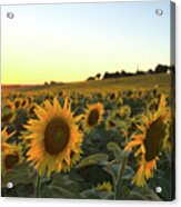 Sunflower Field Sunset Acrylic Print