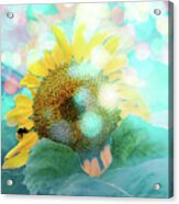 Sunflower Fun Acrylic Print