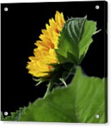 Sunflower In Profile Acrylic Print