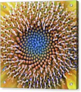Sunflower Jewels Acrylic Print