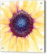 Sunflower Of Peace No.4 Acrylic Print