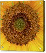 Sunflower Pattern Acrylic Print