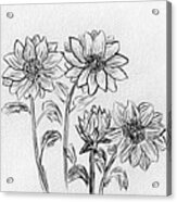 Sunflower Sketch Acrylic Print