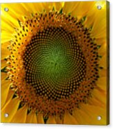Sunflower Spirals Acrylic Print