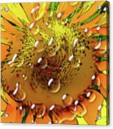 Sunflower Tears Acrylic Print