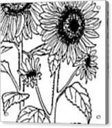 Sunflowers 4 Acrylic Print