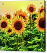 Sunflowers A4021 Acrylic Print