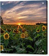 Sunflowers At Sunset Acrylic Print