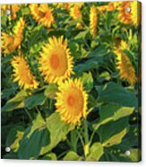 Sunflowers Acrylic Print