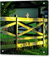 Sunlit Fence And Squirrel Acrylic Print