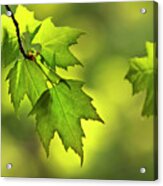 Sunlit Maple Leaves In Spring Acrylic Print
