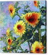 Sunny Sundance - Sunflowers Acrylic Print