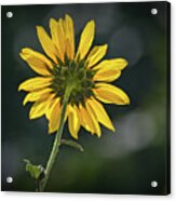 Sunny Sunflower Following The Sun Acrylic Print