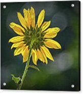 Sunny Sunflower Following The Sun With Enhancements Acrylic Print