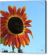 Sunny Sunflower Acrylic Print