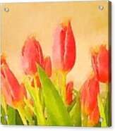 Sunny Tulips Acrylic Print