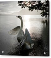Sunrise Swan, Ullswater Acrylic Print