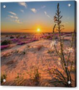 Sunset Desert Lily Acrylic Print