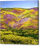 Superbloom Hills Above Carrizo Plain, California Acrylic Print