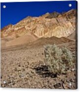 Death Valley Survivor Acrylic Print