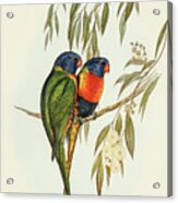 Swainson's Lorikeet, Trichoglossus Swainsonii Acrylic Print