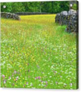 Swaledale Buttercup Meadow Acrylic Print