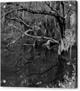 Swamp, Ft. George Island, Florida, 2004 Acrylic Print