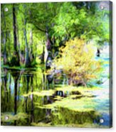 Swamp Of Many Colors Ap Acrylic Print