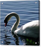 Swan In The Lake Acrylic Print