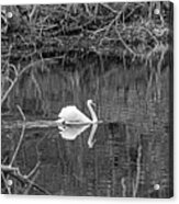 Swan Swimming In Jenny Pond In Plymouth Massachusetts Black And Whtie Acrylic Print
