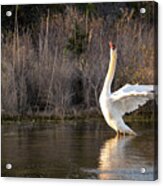 Swan, Wings Stretched. Acrylic Print
