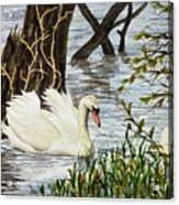 Swans Acrylic Print