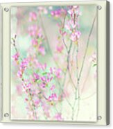 Sweet Cherry Triptych Acrylic Print