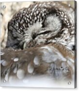 Sweet Dreams Boreal Owl Acrylic Print