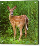 Sweet Fawn In A Thicket Acrylic Print