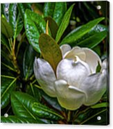 Sweet Magnolia Acrylic Print