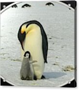 Sweet Penguins Acrylic Print