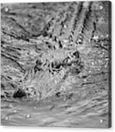 Swimming Alligator Acrylic Print