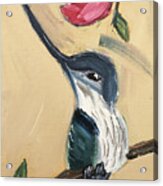 Sword Billed Hummingbird Acrylic Print