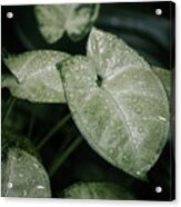 Syngonium Houseplant Leaves Acrylic Print