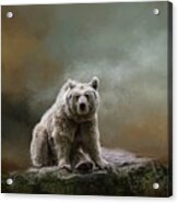 Syrian Brown Bear-4 Acrylic Print