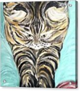 Tabby Cat Acrylic Print