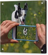 Taking A Picture Acrylic Print