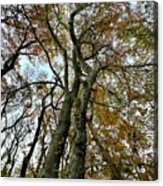 Tall Autumn Trees 3 Acrylic Print