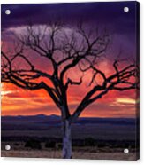 Taos Welcome Tree Purple Sunset Acrylic Print